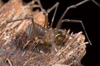 Media type: image; Invertebrate Zoology 143231